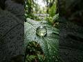 Watch This Raindrop Take a Journey 🌿💧#raindrops #relaxing #natureshiddenmovements