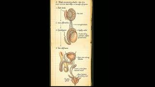 Human reproduction-male reproductive system class notes for 12 &amp; neet #biology #class12 #neet