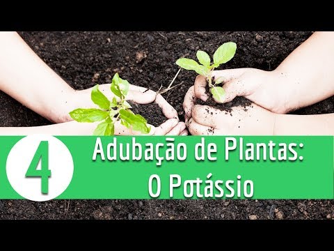 Vídeo: Como o potássio ajuda as plantas a crescer?