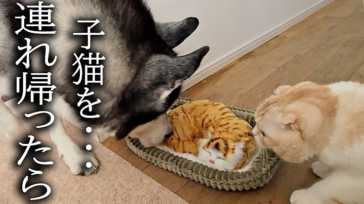 売れ残った子猫を連れ帰ったら先住猫と犬が大変なことに...