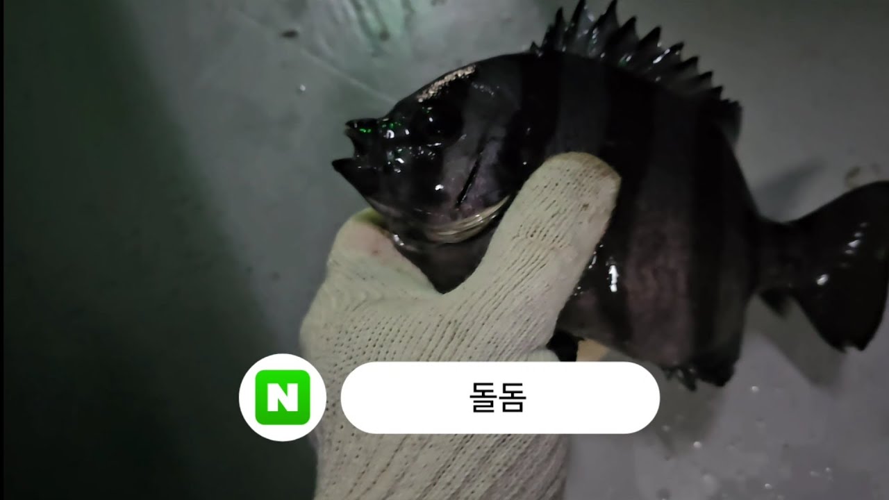 뺀찌 1000마리방류  뺀찌잡는방법?♡조.부.장♡ 돌돔 낚시끝나고 내부공사차 3월3일부터15일까지공사 하신다네요.화이팅~♡