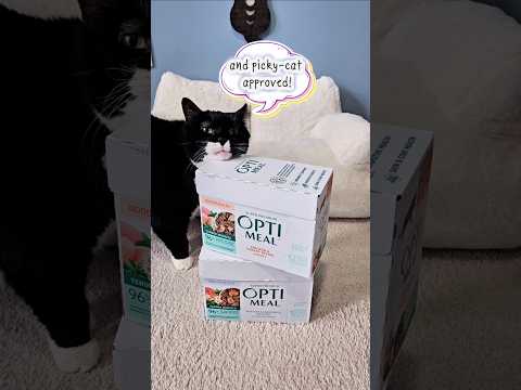 A Huge Thank You To Optimealusa7582 For Collaborating With Me On ThisZoe Loves It Cat Shorts 