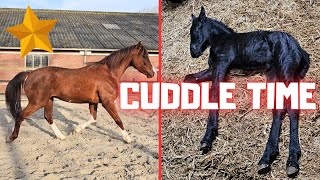 Cuddling the filly | Rising Star⭐ trot | Driving in the pasture @Stal G. | Riding | Friesian Horses
