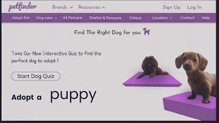 Pet finder Website UI Design with 3D Dog animation | Vector Graphics | using FIGMA screenshot 3