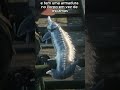 Pesquei o Esturjão Lendário no RDR2 (e ele existe na vida real 😳)
