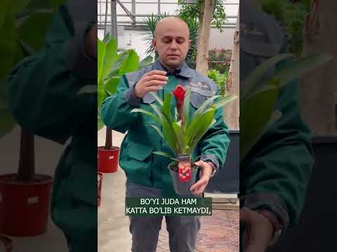 Video: Impatiens qo'ziqorini haqida ma'lumot - Impatiens chiriyotgan uchun o'simlik alternativlari