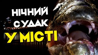 Столичні нічні судаки