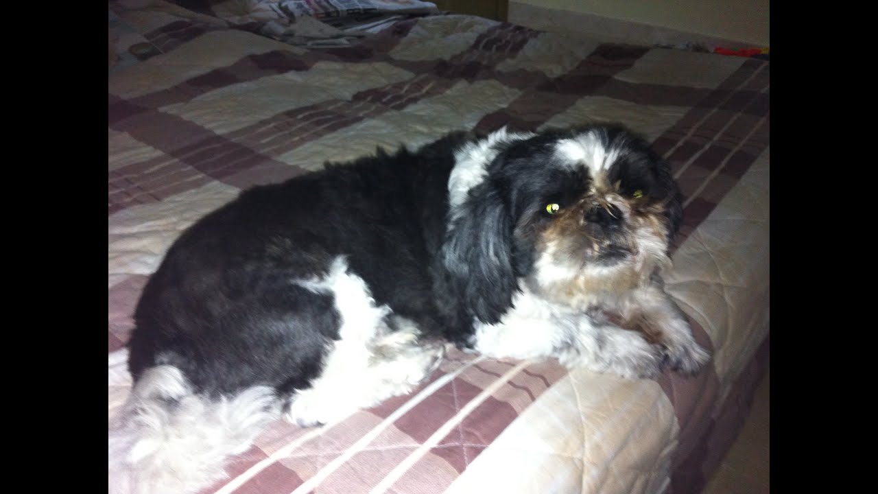 How to treat vomiting in dog pt 3
