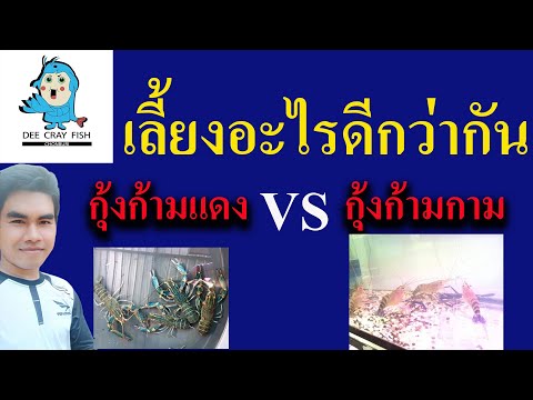 เลี้ยงกุ้งก้ามแดง หรือ เลี้ยงกุ้งก้ามกาม อะไรดีกว่ากัน