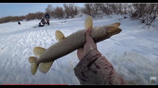 Щуки на хапуги. С таким аккумулятором нам не страшен толстый лед.