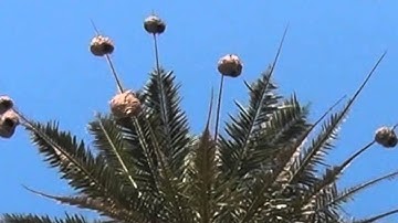 Weaver Bird nests in palm tree at Durban South Africa