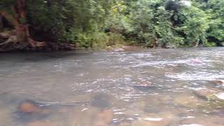 Sungai che minah sayang,Maran,Pahang