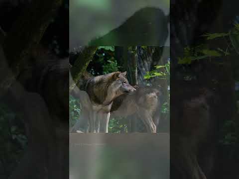 Our Pet Is Wilder Than You Think Shocking Truth Shorts 