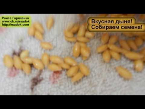 Семена огурцов проращивание. Как правильно замочить семена дыни. Замачивание семян арбуза. Прорастить семена огурцов. Замоченные семена.