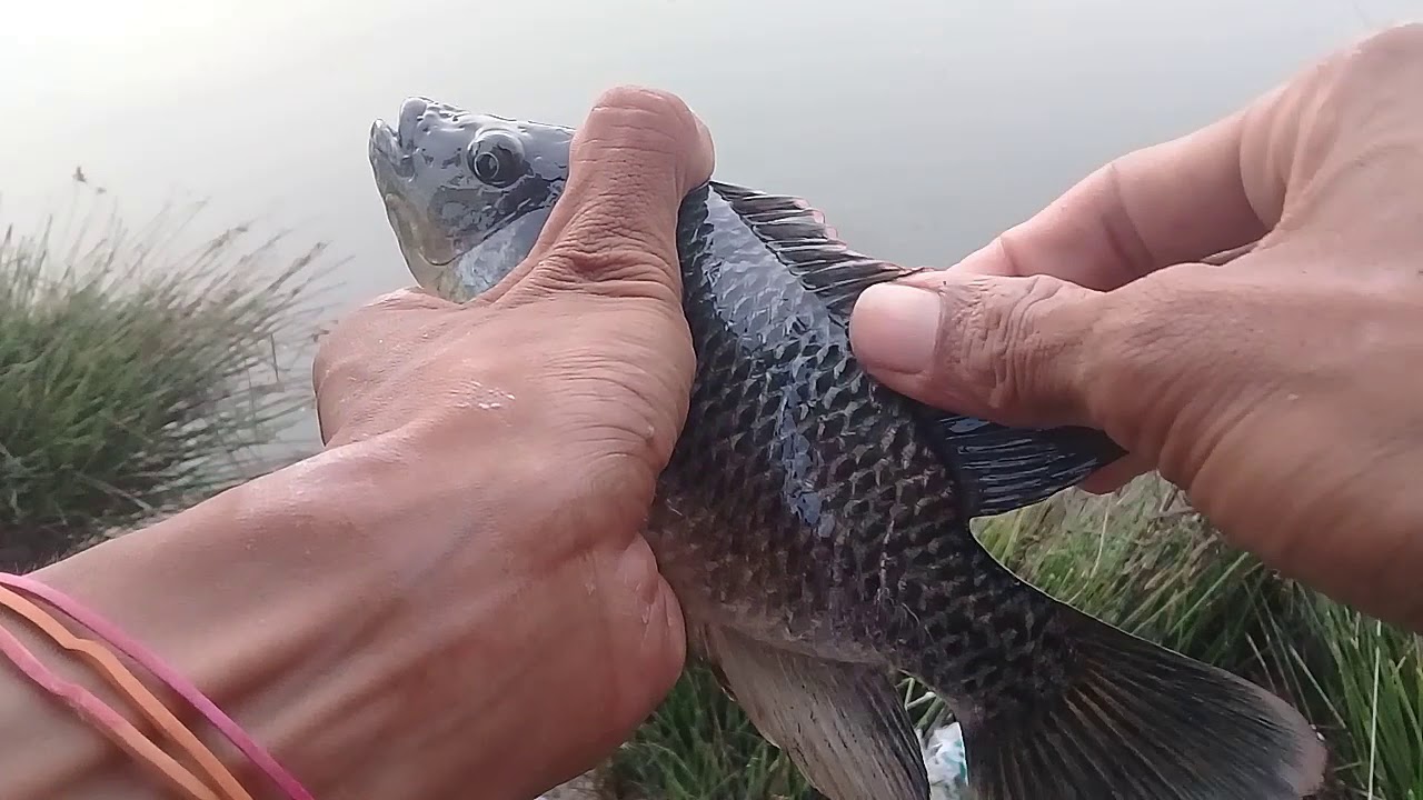 BENERAN GALAK NYAMBAR UMPAN KALOK MANCING IKAN NILA DI SAAT GERIMIS