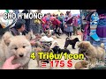 P4 - Chợ phiên Tây Bắc nơi bán loài chó KHÔN NHẤT VIỆT NAM | Pets market | Tôi Người Vùng Cao