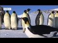 Robot penguincam meets emperor penguins from penguins  spy in the huddle