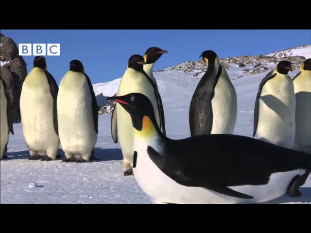 pingvinų prekybos galimybės