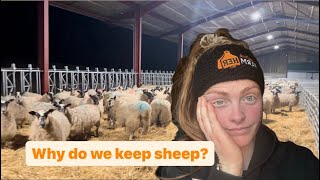 Sheep, why do we have them?