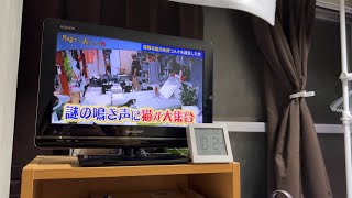 人間の下手な鳴き声の真似など相手にしないウチのニャンコ（my cat who imitates humans）