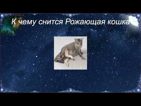 К чему снится Рожающая кошка (Сонник)