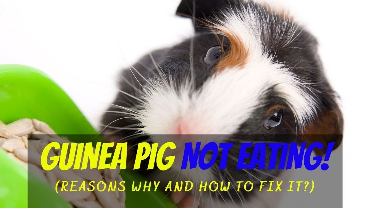 Guinea Pig Not Eating Reasons Why and How to Fix it?