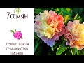 ТРАВЯНИСТЫЕ ПИОНЫ: САМЫЕ ИНТЕРЕСНЫЕ СОРТА!