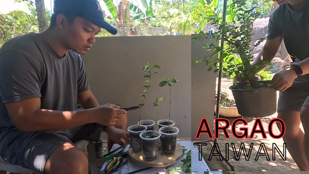 Argao taiwan/Premna Microphylla branch selection at propagation
