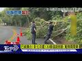 巴威襲台! 彰化芬園139縣道路樹斷 驚險瞬間曝｜TVBS新聞 @TVBSNEWS01