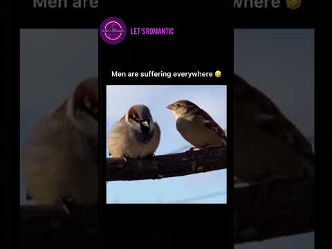 Men suffering everywhere 🤣😭 #memes #shortvideos #viral #funny #trending #animals #love