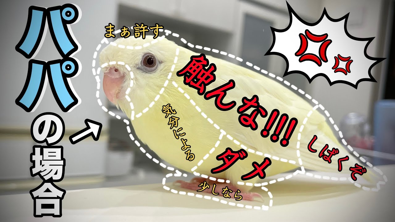 『触んな!!!』パパにだけ厳しすぎるインコのお触りマップがこちらww【サザナミインコ】