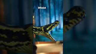 MASSIVE yawn, yearling Carpet Python #snake #reptiles #sleepy #cute #morelia #animals #pets #yawn Net Worth