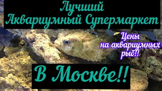 Аквариумный супермаркет Москва!! Цены на аквариумных рыб!!