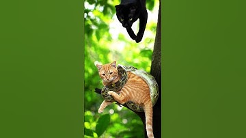 Cat Trapped by Python Saved with 528Hz Healing Frequency 🐍✨ | Abundance Rescue #shorts #cat