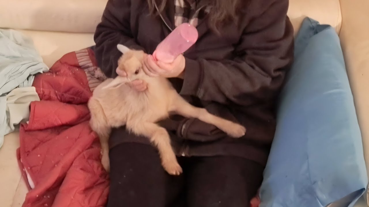 Getting the first kids for 2026 started on the bottle. 