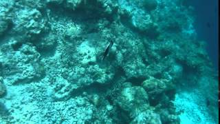 032016 Maldives Holiday - Snorkel 11