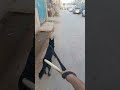 subscribe Shanky training video #dog @YouTube @youtubepresents @youtubecreators #viral