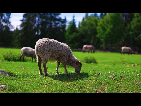 Lamb eating grass, lambs and horses in background