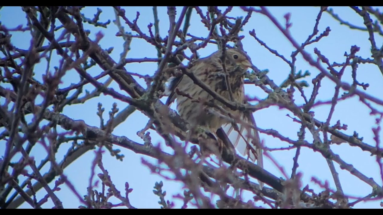 Corn buntings - Grauwe gorzen