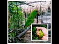 Huni ng pangati kulasisi serindit hanging parrot best call sound