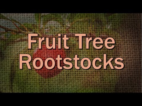 Video: Popular rootstocks for apple trees