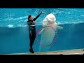 White dolphin show at yokohama hakkeijima sea paradise 4k