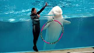 White Dolphin Show At Yokohama Hakkeijima Sea Paradise 【4K】 by Supli Abi 3,206,206 views 2 years ago 9 minutes, 43 seconds