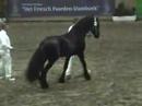 KFPS Friesian Stallion Ulbert 390