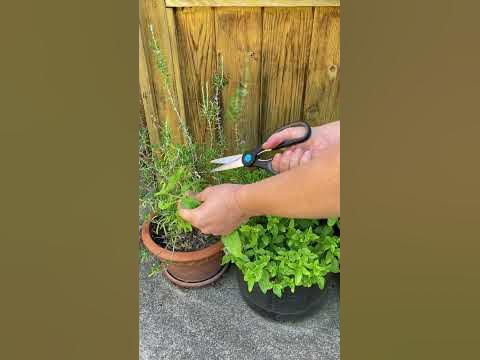 How To Harvest Rosemary The Right Way - Epic Gardening