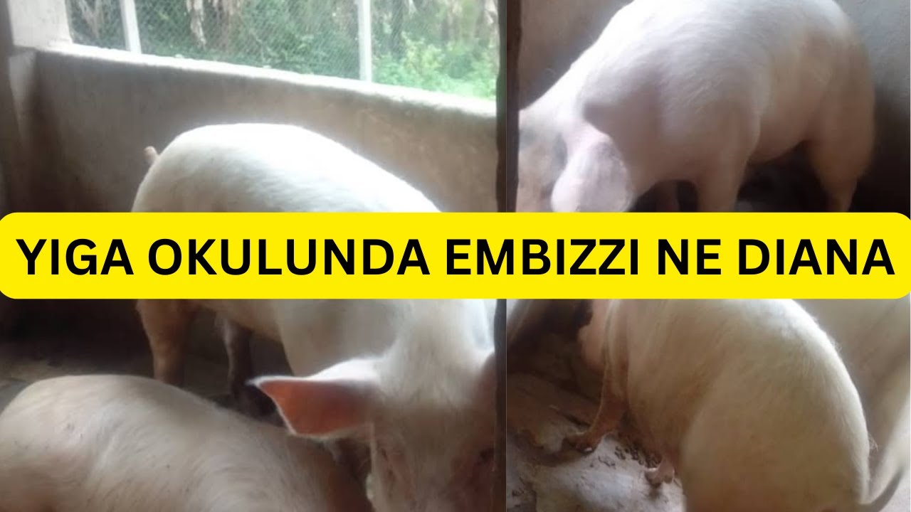 PART 1 : YIGA OKULUNDA EMBIZZI OFUNE SSENTE NE DIANA