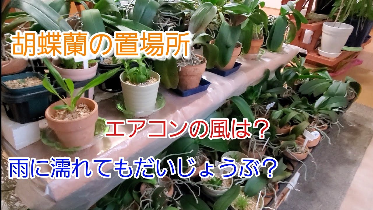 胡蝶蘭の置場所 室内 屋外 Youtube
