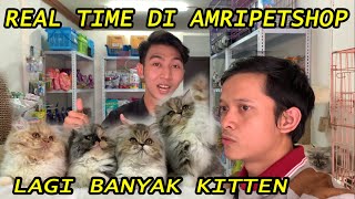 Update stok kitten di amripetshop