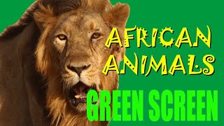 African Animals GREEN SCREEN