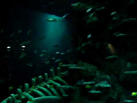 camera iphone 8 plus apk London Aquarium 01/04/09 (2)